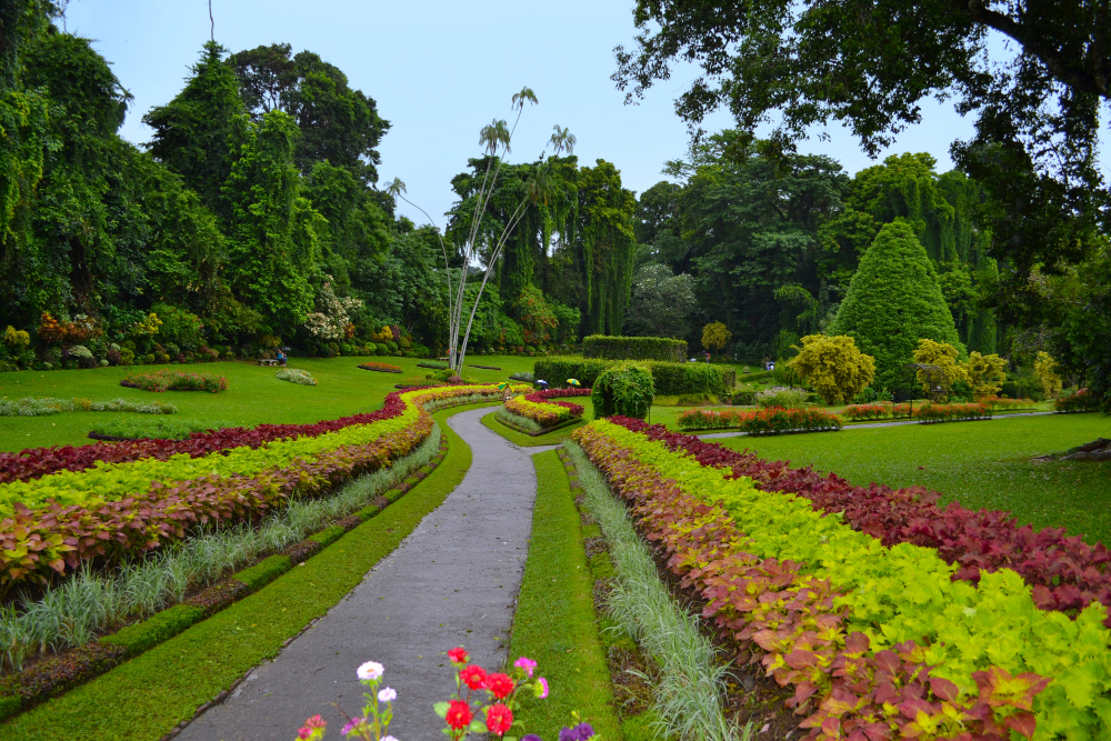 peradeniya-garden-3